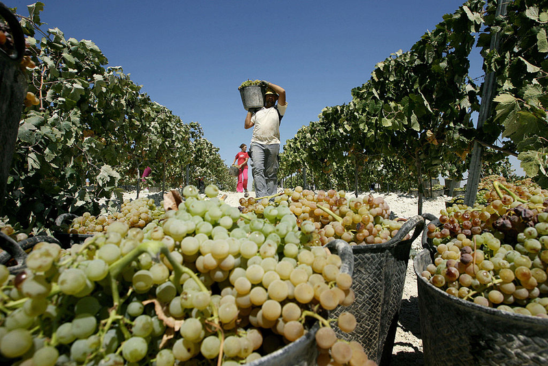 A worker picks grapes at a vineyard in Jerez to make sherry. (Photo: Jose Luis Roca/AFP/Getty Images)